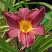 Arborix 6 x Hemerocallis 'Summer Wine' - Daglelie Pot 9x9 cm - Wijnrode Bloemen