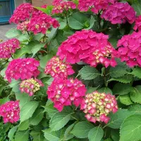Arborix Hydrangea Macrophylla 'Glowing Embers' - Hortensia 25-30 cm in pot
