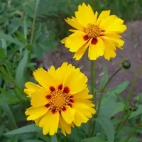 Arborix 6 x Coreopsis Grandiflora 'Badengold' - Meisjesogen Pot 9x9 cm - Goudgele Zonnebloeier