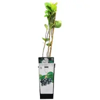 Arborix Aronia Prunifolia 'Viking' - Grootvruchtige Appelbes 40 - 60 cm in pot