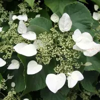 Arborix Hydrangea 'Mariesii Grandiflora' - Hortensia - 25-30 cm in pot: Hortensia met grote witte bloemschermen.