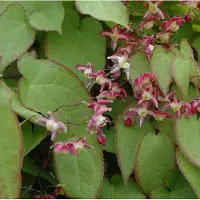 Arborix 6 x Epimedium Rubrum - Elfenbloem pot 9x9cm
