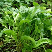 Arborix 6 x Rumex Acetosa- Zuring pot 9x9cm