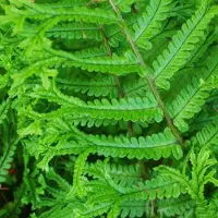 Arborix 6 x Dryopteris Affinis - Goudschubvaren Pot 9x9 cm - Winterharde Schaduwvaren