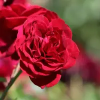 Arborix Rosa 'Rotkappchen' - Prachtige rozen voor in de tuin