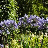Arborix 6 x Agapanthus Africanus - Tuberoos/Afrikaanse lelie pot 9x9 cm