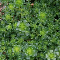 Arborix 6 x Sedum Oreganum - Vetkruid Pot 9x9cm - Robuuste Rotsplant