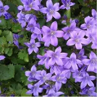 Arborix 6 x Campanula Portenschlagiana - Klokje pot 9x9cm