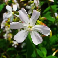 Arborix 6x Saponaria ocymoides 'Snow Tip' Pot 9x9cm - Witbloeiende bodembedekker