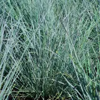 Arborix 6x Schizachyrium scoparium 'Prairie Blues' Pot 9x9cm - Siergras voor tuin en border