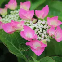 Arborix Hydrangea Macrophylla 'Taube' - Hortensia - 25-30 cm in pot: Struik met grote roze tot blauwe bloemschermen, afhankelijk van de bodem.