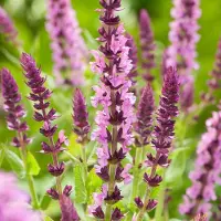 Arborix 6x Salvia microphylla 'Salvinio Pink' Pot 9x9cm - Prachtige roze bloeiende plant