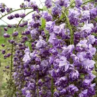 Arborix Wisteria Floribunda 'Violacea Plena' - Blauwe Regen 50-60 cm in pot