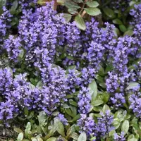 Arborix 6 x Ajuga reptans 'Chocolate Chips' - Kruipend zenegroen pot 9x9 cm