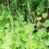 Arborix 6 x Tellima Grandiflora - Mijterloof Pot 9x9 cm - Subtiel Groenbloeier