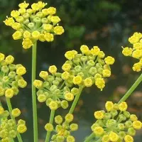 Arborix 6 x Foeniculum Vulgare - Venkel pot 9x9cm
