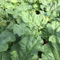 Arborix 6 x Rheum Rhabarbarum - Rabarber Pot 9x9cm - Grootbladige Moestuinplant
