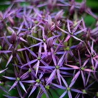 Arborix 6x Allium christophii Pot 9x9cm - Prachtige sierui voor in de tuin