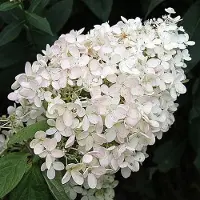 Arborix Hydrangea Paniculata 'Grandiflora' - Hortensia 40-50 cm in pot