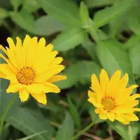 Arborix 6x Coreopsis hybrida 'Creme Brullee' Pot 9x9cm - Prachtige bloeiende plant voor in de tuin