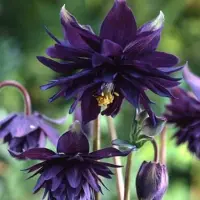 Arborix 6 x Aquilegia Vulgaris 'Black Barlow' - Akelei pot 9x9cm