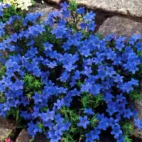 Arborix 6x Lithodora Diffusa 'Heavenly Blue' - Steenzaad pot 9x9cm, bodembedekkend en rijk aan kleur
