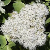 Arborix 6 x Sedum Spectabile 'Iceberg' - Vetkruid pot 9x9cm - Witte bloemen, succulent blad