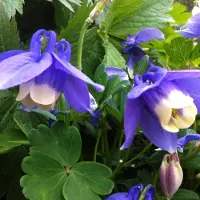 Arborix 6 x Aquilegia Flabellata 'Ministar' - Akelei Pot 9x9 cm - Compacte Blauwe Bloemen
