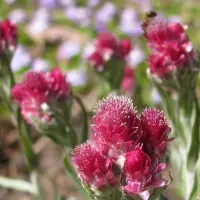 Arborix 6 x Antennaria Dioica 'Rubra' - Rozenkransje Pot 9x9 cm - Roodbloeiende Bodembedekker