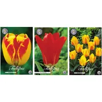 Sam van Schooten Dutch Finest Quality bloembollen set van 3 soorten 30 stuks -Tulpen Buttercup - Red Emperor - Banja Luka