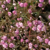 Arborix 6 x Gypsophila Paniculata 'Flamingo' - Gipskruid Pot 9x9 cm - Roze Bloemen