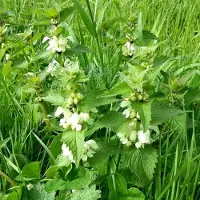 Arborix 6x Lamium album Pot 9x9cm - Witte dovenetel, een bodembedekker met witte bloemen