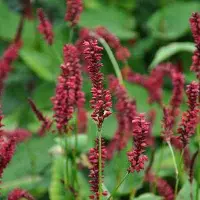 Arborix 3 x Persicaria Amplexicaulis 'Red Baron' - Adderwortel pot 9x9cm
