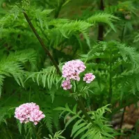 Arborix 6 x Valeriana Officinalis - Valeriaan Pot 9x9cm - Geneeskrachtige Rozebloeier
