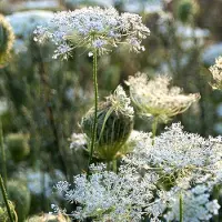Arborix 6x Daucus carota Pot 9x9cm - Ontdek onze prachtige wortelplanten collectie