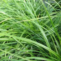 Arborix 6x Carex oshimensis 'Everlime' Pot 9x9cm - Groenblijvende siergras voor tuin en border
