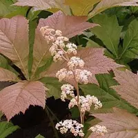 Arborix 3 x Rodgersia Pinnata 'Braunlaub' - Schout-Bij-Nacht pot 9x9cm