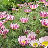 Arborix 6 x Anacyclus Pyrethrum Depressus - Marokkaanse Kamille pot 9x9cm