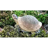 Wudimals Landschildpad 40704