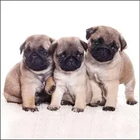 Ambiente - Lunch servetten - Pug Dog
