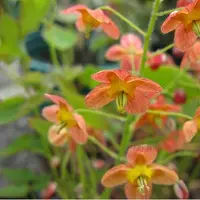 Arborix 6 x Epimedium Warleyense - Elfenbloem pot 9x9cm