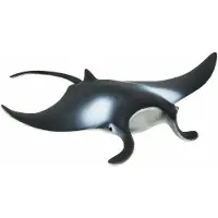 Safari - raie manta