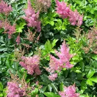 Arborix 6 x Astilbe (J) 'Rheinland' - Astilbe pot 9x9 cm
