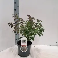 GRDplanten 1 x Euonymus al. 'Compactus' - Kardinaalshoed, Dwerg Kardinaalsmuts 40- 50 cm in pot