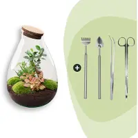 Urbanjngl Terrarium - Drop XL - ↑ 37 cm - Ecosysteem plant - Kamerplanten - DIY planten terrarium - Mini ecosysteem + Hark + Schep + Pincet + Schaar