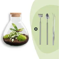Urbanjngl Terrarium - Sammie - ↑ 30 cm - Ecosysteem plant - Kamerplanten - DIY planten terrarium - Mini ecosysteem
