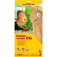 Sera Catappa Leaves XXL 30 - 35 cm