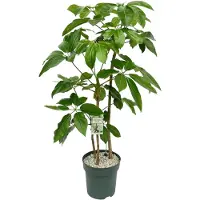 Beautanic Lifestyle Schefflera Amate (Toef) Potmaat 30 H130-140 kamerplant