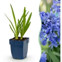 Green Boutiq - Vasteplant - Agapanthus africanus - Afrikaanse Lelie - Bijen en Vlinderlokkers - Blauw - 1 Plant - Pot 11cm - Hoogte 15-25cm