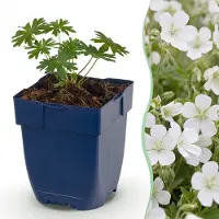Green Boutiq - Vasteplant - Geranium sang. Album - Ooievaarsbek - Bodembedekkend - Wit - 6 Planten - Pot 11cm - Hoogte 15-25cm
